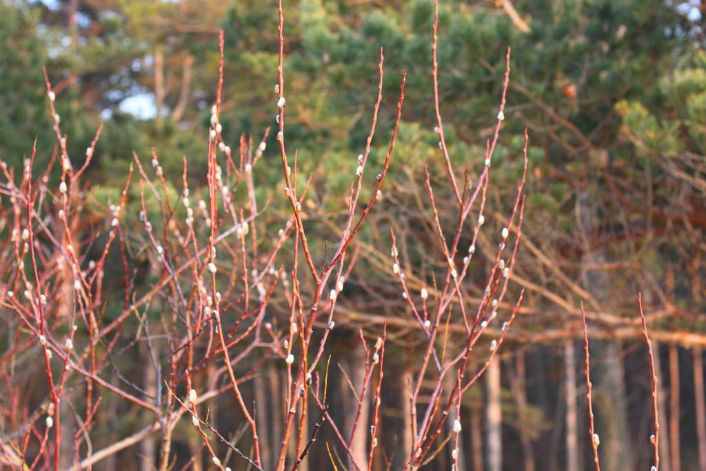 Forest Apartment 帕兰加 外观 照片